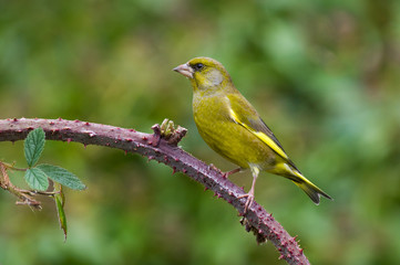 Fototapeta premium Greenfich (Carduelis chloris)