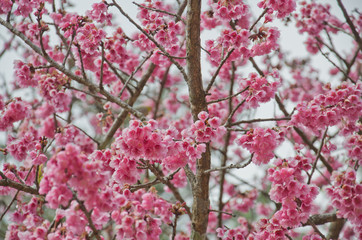 Fototapeta premium Thai Cherry Blossom (Sakura) at Doi Angkhang, Chiangmai, Thailan
