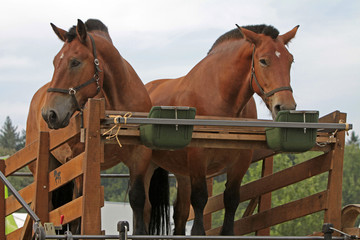 Obraz premium Kaltblüter treiben eine Säge an