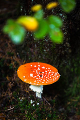 Nice toadstool by the tree in the forrest