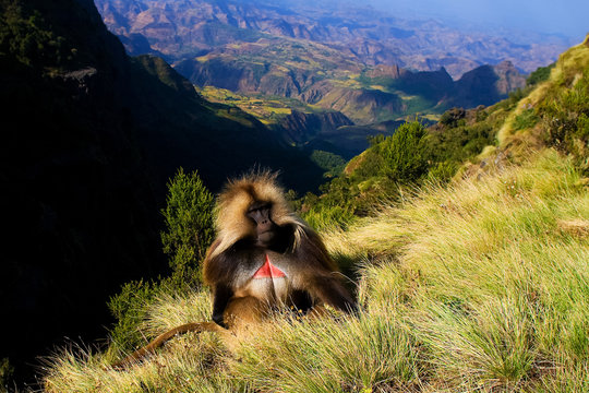 Gelada baboon sitting on top of the cliff in Simiens