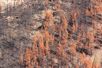 Forest fire effects in Tenerife