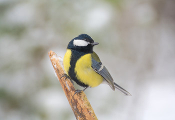 Naklejka premium Tit - Parus major