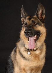 german shepherd