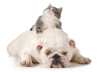 cat and dog