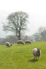 Fototapeta premium Healthy sheep and livestock, Idyllic Rural, UK