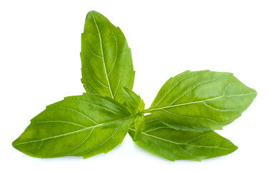 Green fresh basil, isolated on white