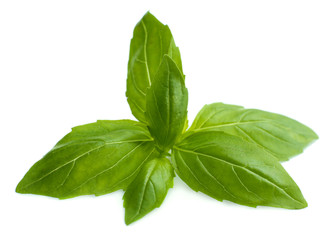 Green fresh basil, isolated on white