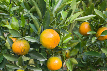 fresh orange on plant, orange tree