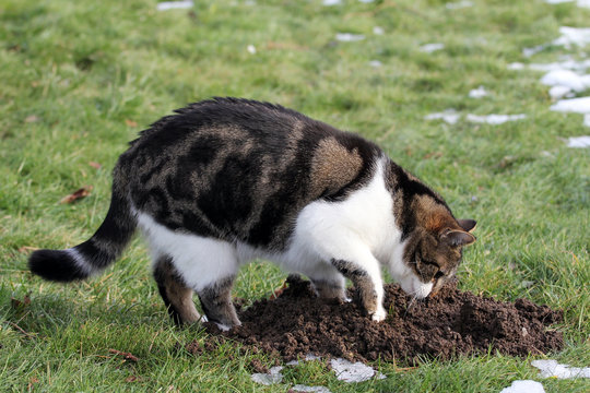 Katze auf M&auml;usejagd