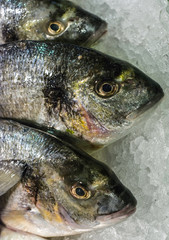 Fresh food market, Barcelona.