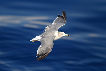 Black-tailed gull  Larus crassirostris  flying at Japan 