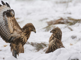 Buzzard