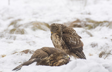 Buzzard
