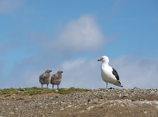 Wild ocean gull with newborn chicks