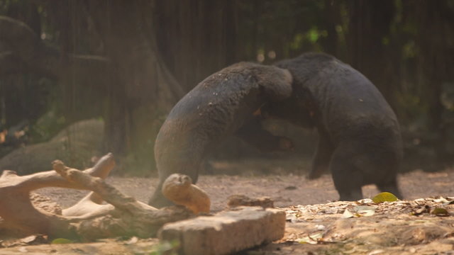 fighting black bears