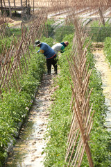Trimming the tomato workers.