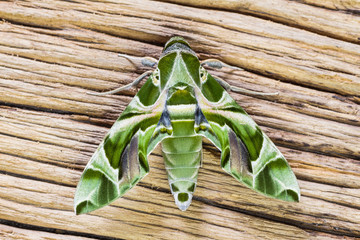 Oleander Hawk-moth