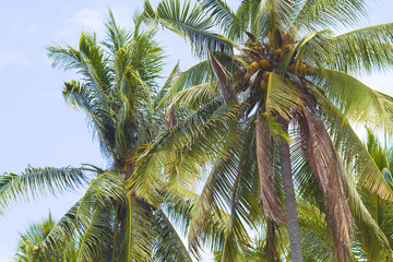 Obraz premium Palm trees.