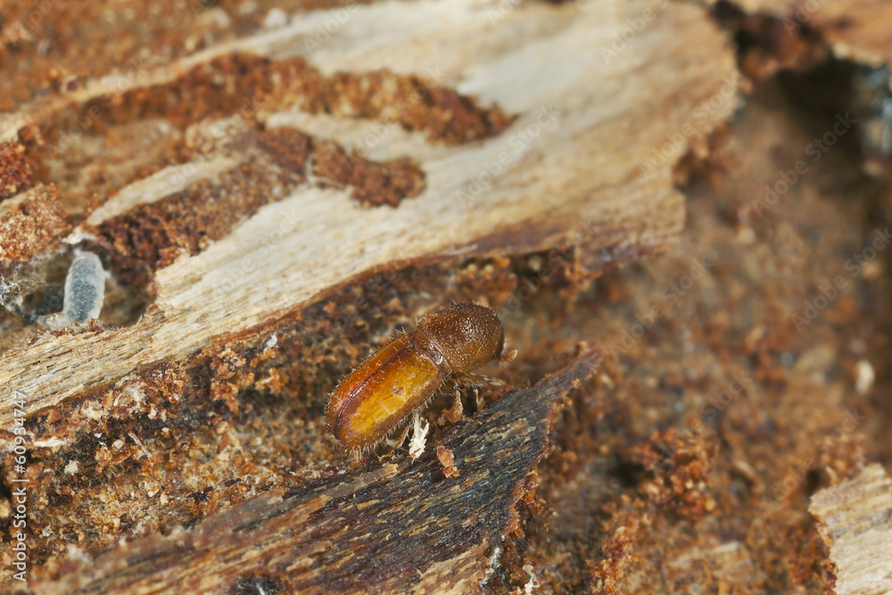 Poster six-toothed spruce bark beetle, pityogenes chalcographus