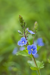 Veronica chamaedrys (Germander Speedwell)