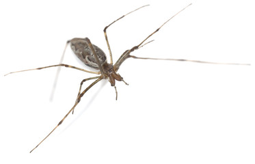 Tetragnatha spider isolated on white background