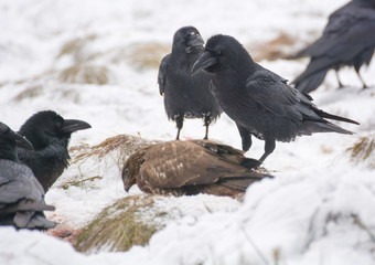 Raven and buzzard
