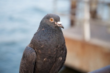 Pigeon head close up. - 60935144
