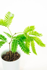 エバーフレッシュ