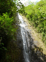 Fototapeta na wymiar water runs down Manoa Falls waterfall