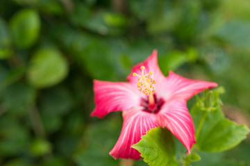 ハイビスカス