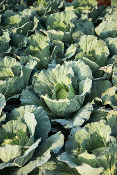 Many green cabbages in the agriculture fields