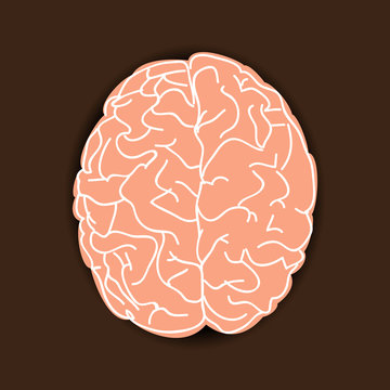 Human brain on brown background
