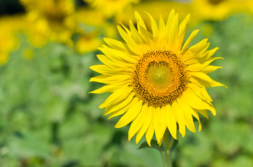 Beautiful Sunflower field