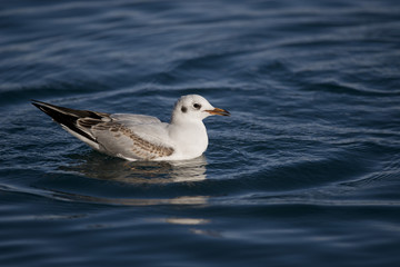 Gull