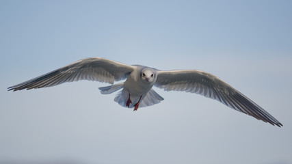 Gull flying