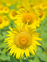 Beautiful Sunflower field