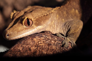 Closeup of Caledonian crested gecko