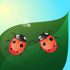 two ladybugs on green leaf in the sun