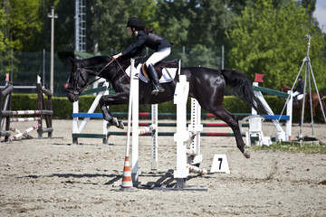 cavallo equitazione salto