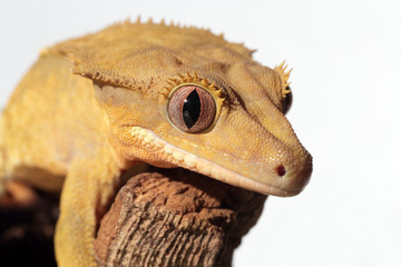 Caledonian crested gecko on white background