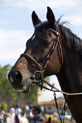 cavallo equitazione salto