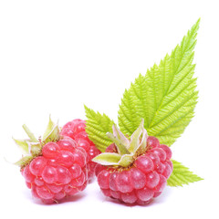 red raspberry fruits isolated