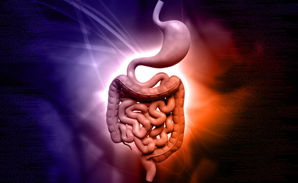 human digestive system