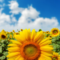 Obraz premium sunflower closeup on field under blue sky