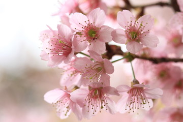 close up detail  pink sakura