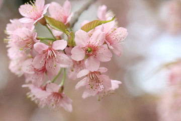 close up detail  pink sakura