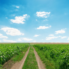 dirty road in green grass and clouds over it