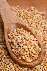 Wheat seed