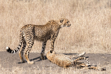cheetah